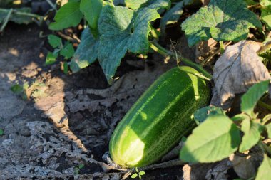 Bahçede salatalıklar, sebzeler