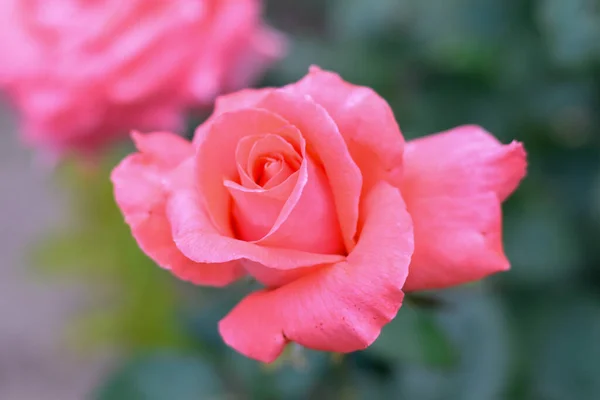 Pink Rose Garden Nature — Stockfoto