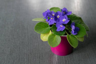Violet, house flower in the pot, on the table