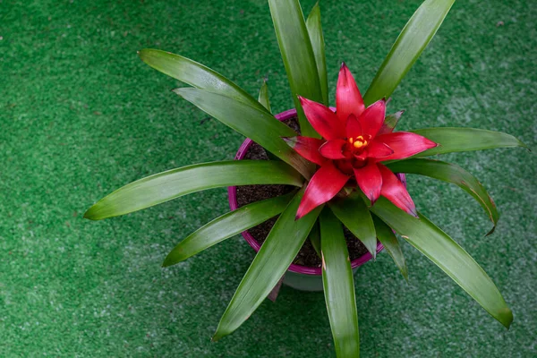Bromeliad Potted House Flower — Foto Stock