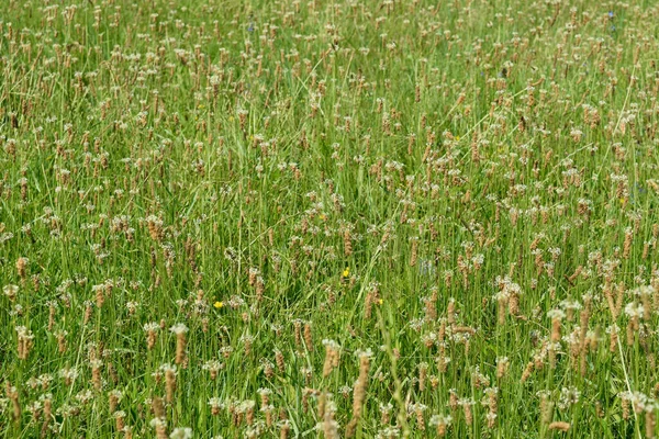 Field Flowers Grass Nature Background — Fotografia de Stock