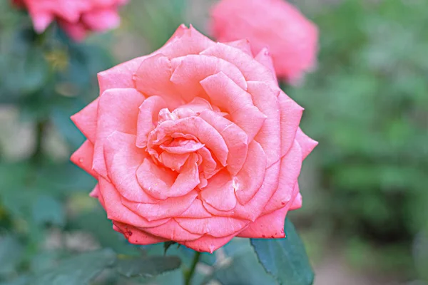 Rosa Rose Garten — Stockfoto