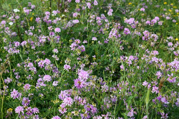 Violet Field Flowers Ladybug — Stockfoto