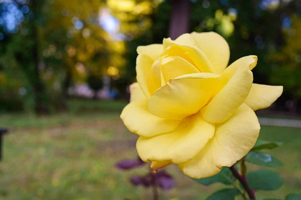 Yellow Rose Park Summer — Stockfoto