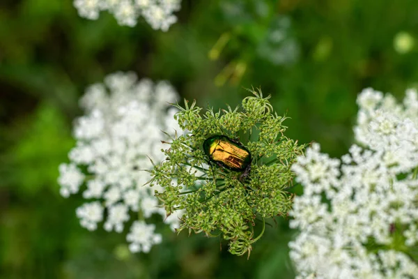 Green beetle sits on white flower Wild carrot, in nature in summer