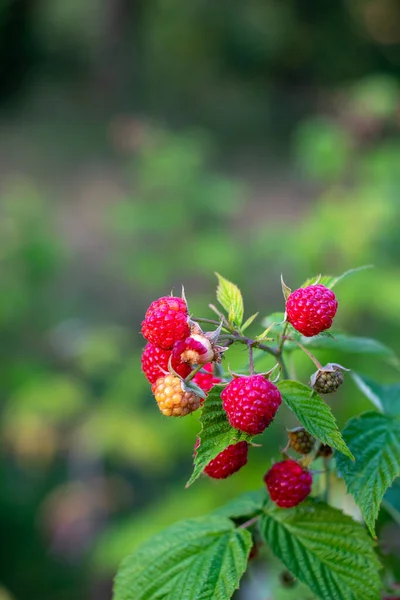 Ripe raspberry on twig in fruit garden, summer