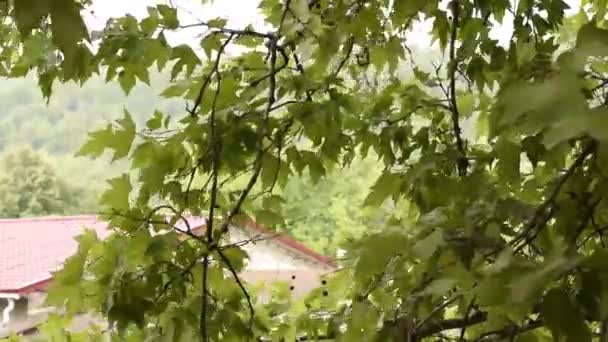 Summer Rain Windblown Leaves Branch — Vídeo de Stock