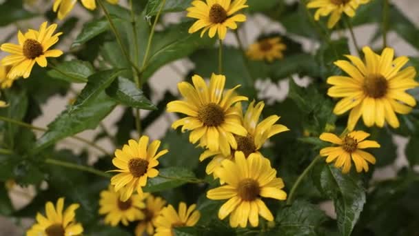 Желтые Цветы Брызги Дождя — стоковое видео