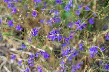 Blue wildflowers, field, summer