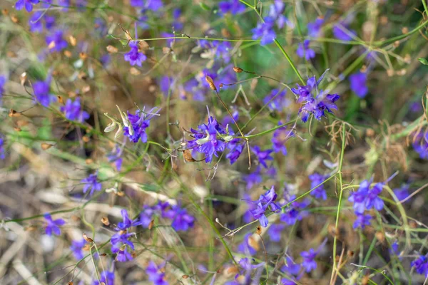 Blue wildflowers, field, summer