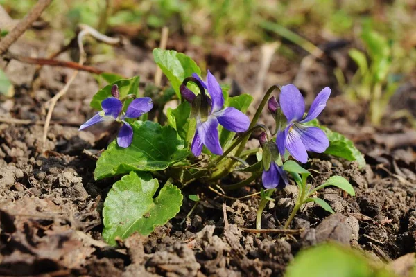 Sweet violet, spring flower