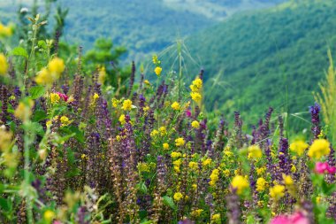 Colorful wild plants in nature