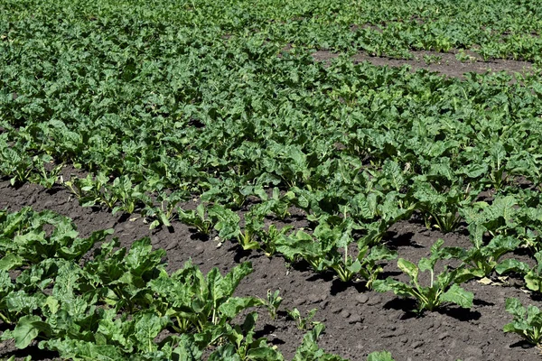 Green sugar beet crop, leaves in agricultural field