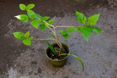 Chinese rose plant in pot
