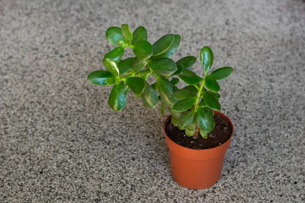 Indoor green plant in pot