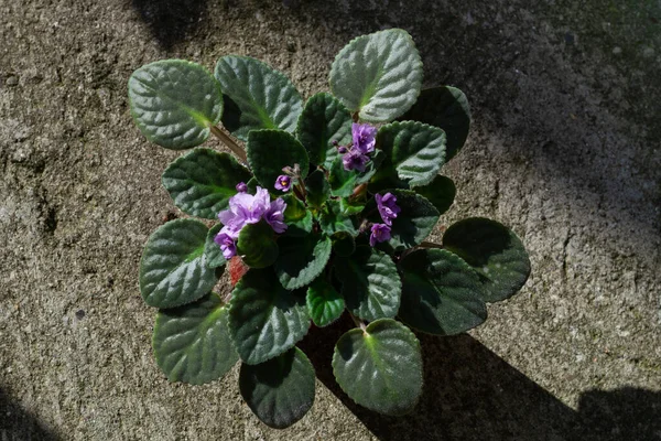 tencerede Menekşe çiçek