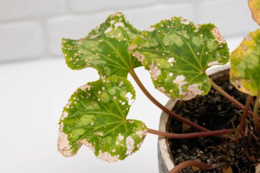 Sick leaves, plant affected by parasites