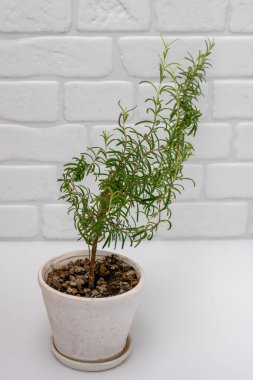 Plant green rosemary in pots in the kitchen