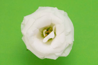 White wedding flower on green background