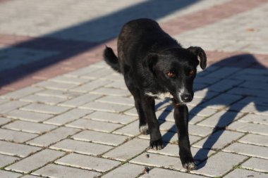 Güzel siyah sokak köpeği kaldırımda yürüyor, en iyi arkadaşım.
