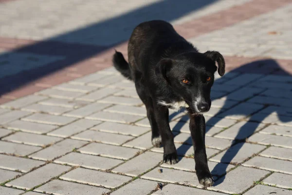 Güzel siyah sokak köpeği kaldırımda yürüyor, en iyi arkadaşım.