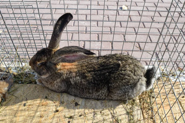 Big farm rabbit, sold in a cage at the animal fair, year of the rabbit