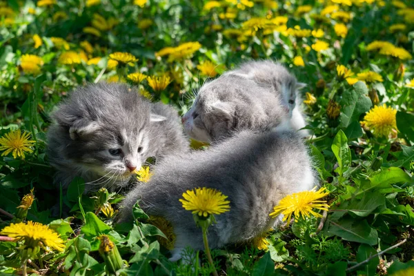 Tres Gatitos Esponjosos Están Jugando Hierba Con Flores Diente León — Foto de Stock