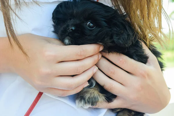 Sevgi dolu küçük bir kız tarafından tutulan sevimli siyah köpek yavrusu.