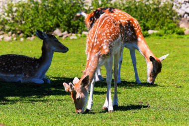 Parktaki genç geyik