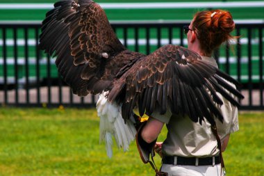 Vahşi doğadaki güzel bir kartalın portresi
