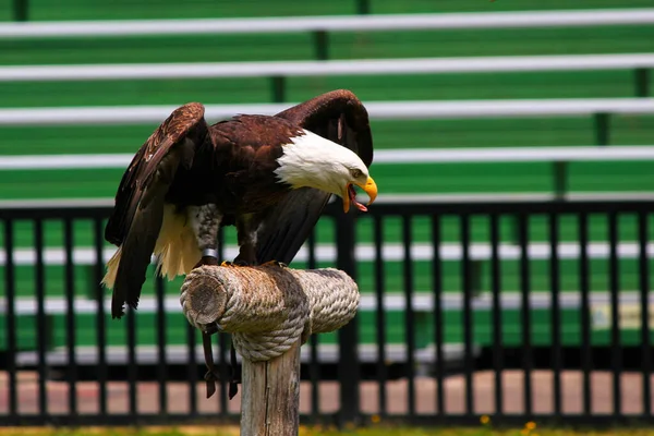 Bold Eagle Natural Park — Foto de Stock