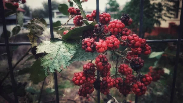 Červené Bobule Stromě Podzim — Stock fotografie