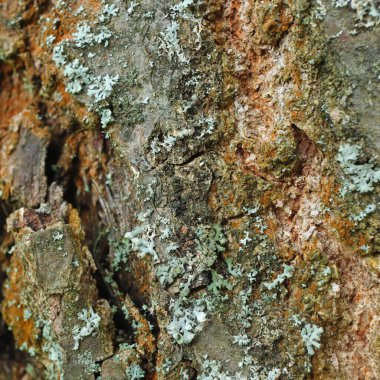 alçak dağ çamı yeşil ve gri