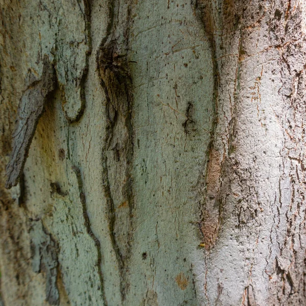 Two Colors Wooden Surface Park — Φωτογραφία Αρχείου