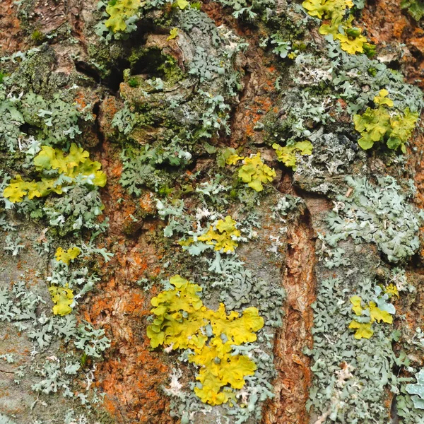 Arctic Tundra Middle Summer — Stock Photo, Image