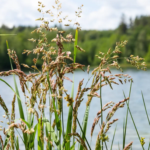 the lake and its wonderful nature