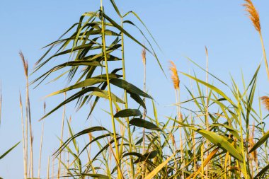 Mavi gökyüzüne karşı renkli kamış