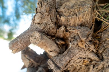 İki. Ağaçta kesilmiş bir dal.