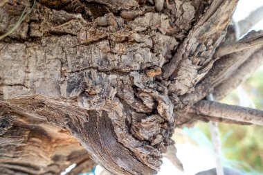 - Dokuz. Ağacın kahverengi yüzeyi