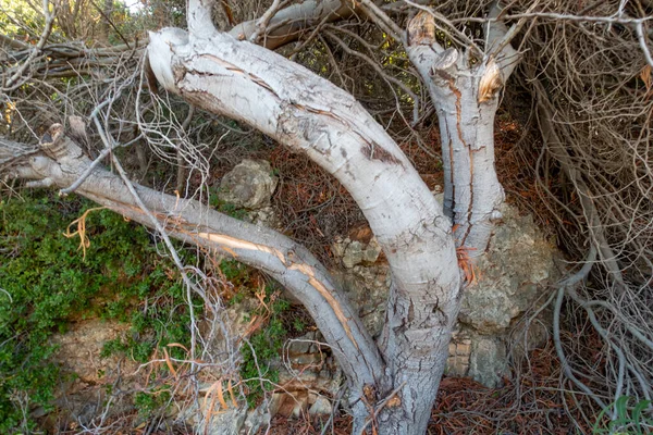 Beş Karışık Ağaç Dalları — Stok fotoğraf