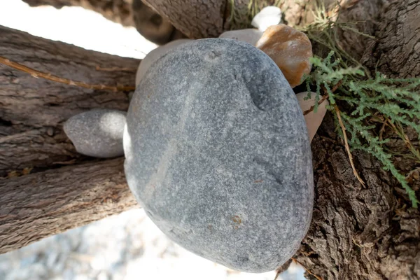 Γκρι Πέτρα Ένα Δέντρο — Φωτογραφία Αρχείου