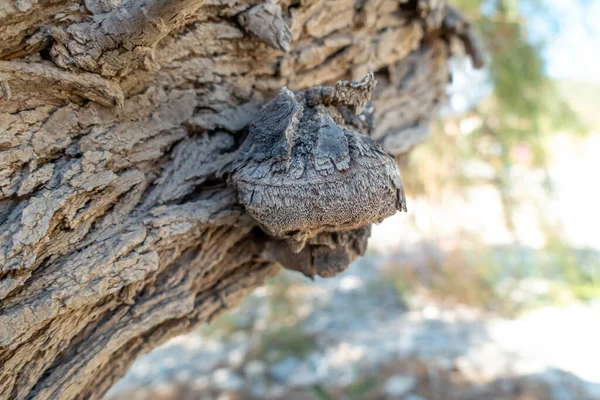 Καφές Κορμός — Φωτογραφία Αρχείου