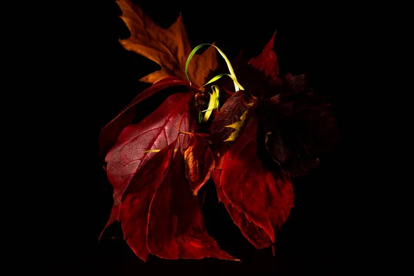 Κόκκινα Φύλλα Μαύρο Φόντο — Φωτογραφία Αρχείου