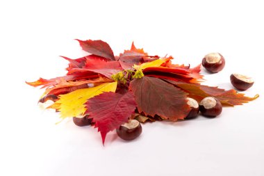 - Dokuz. Masadaki kırmızı ve kahverengi yapraklar