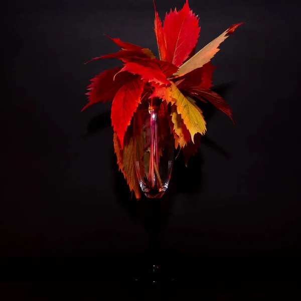 Червоне Листя Фоні Балка — стокове фото