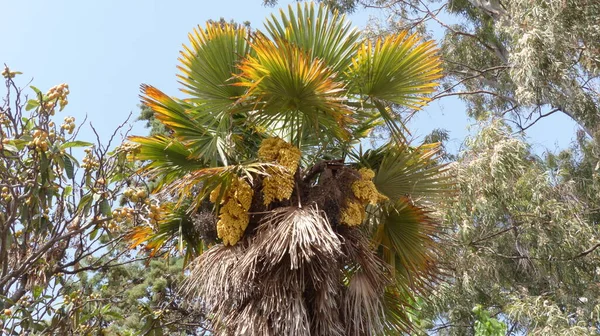 Folhas Palma Contra Céu — Fotografia de Stock