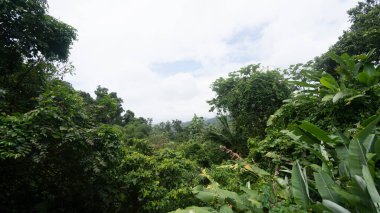 El Yunque 'da yeşil ağaç ve gökyüzü