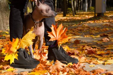 Sonbahar parkında bir kadının yanında bir köpek..