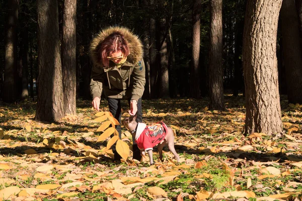 Donna Con Tuo Cane Che Passeggia Nel Parco Autunno Donna — Foto Stock