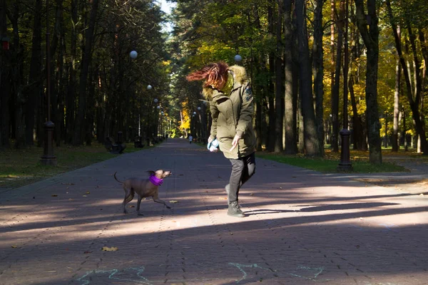 Mujer Con Perro Paseando Parque Otoño Mujer Con Perro Xolo —  Fotos de Stock